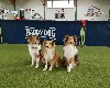  - International Sheltie Championship en Allemagne