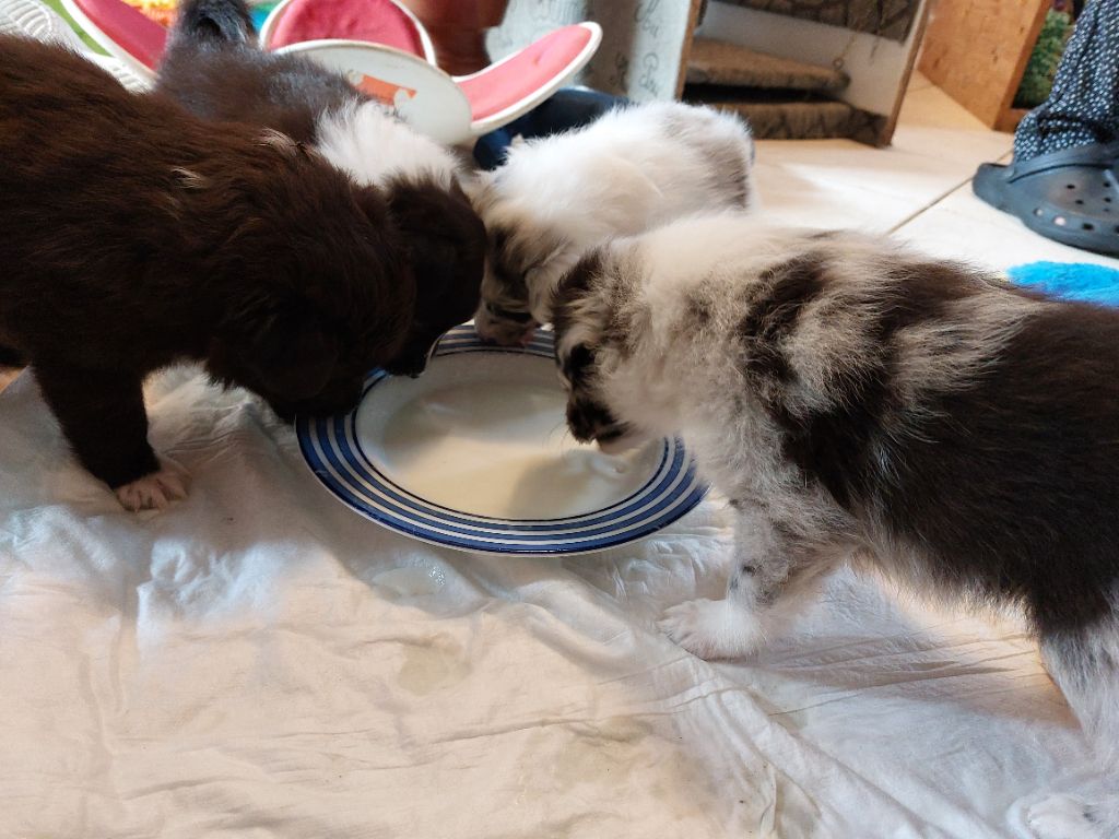 chiot Shetland Sheepdog du Fief Des Petits Crunchis