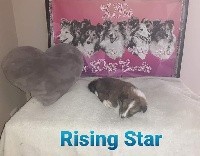 RISING STAR