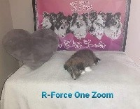 R-FORCE ONE ZOOM