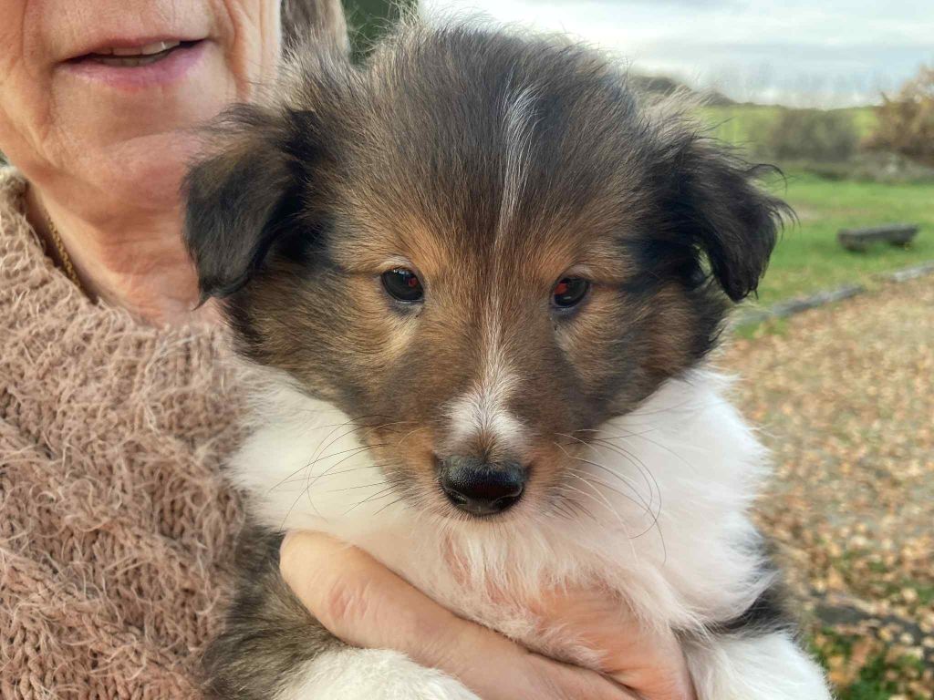 Abracadabra magia du Fief Des Petits Crunchis