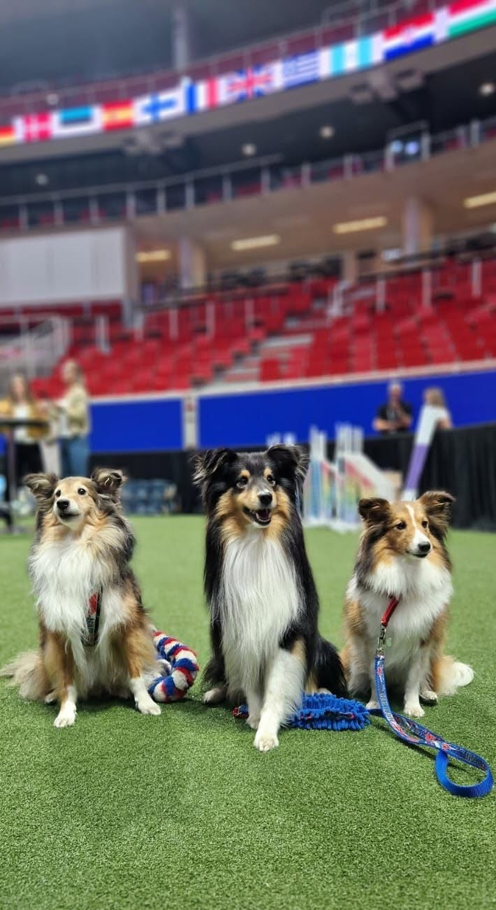 NOS CRUNCHIS AU CHAMPIONNAT DU MONDE D'AGILITY (AWC) ! 🌍⚡
