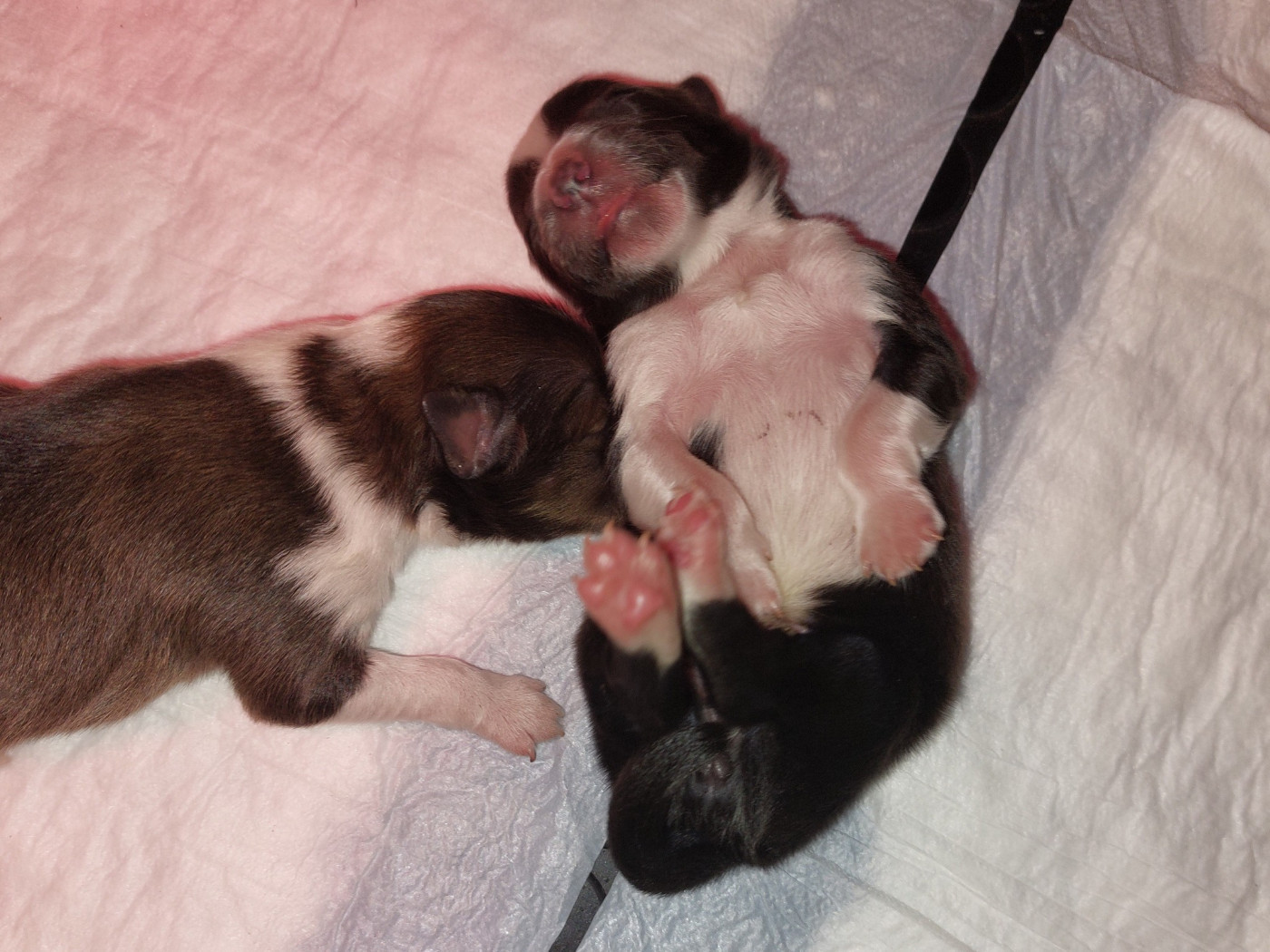 Les bébés d Amour 2025