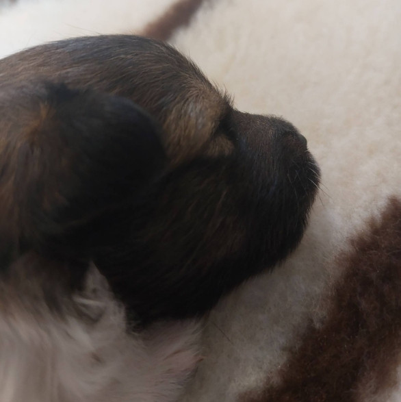 du Fief Des Petits Crunchis - Chiots disponibles - Shetland Sheepdog