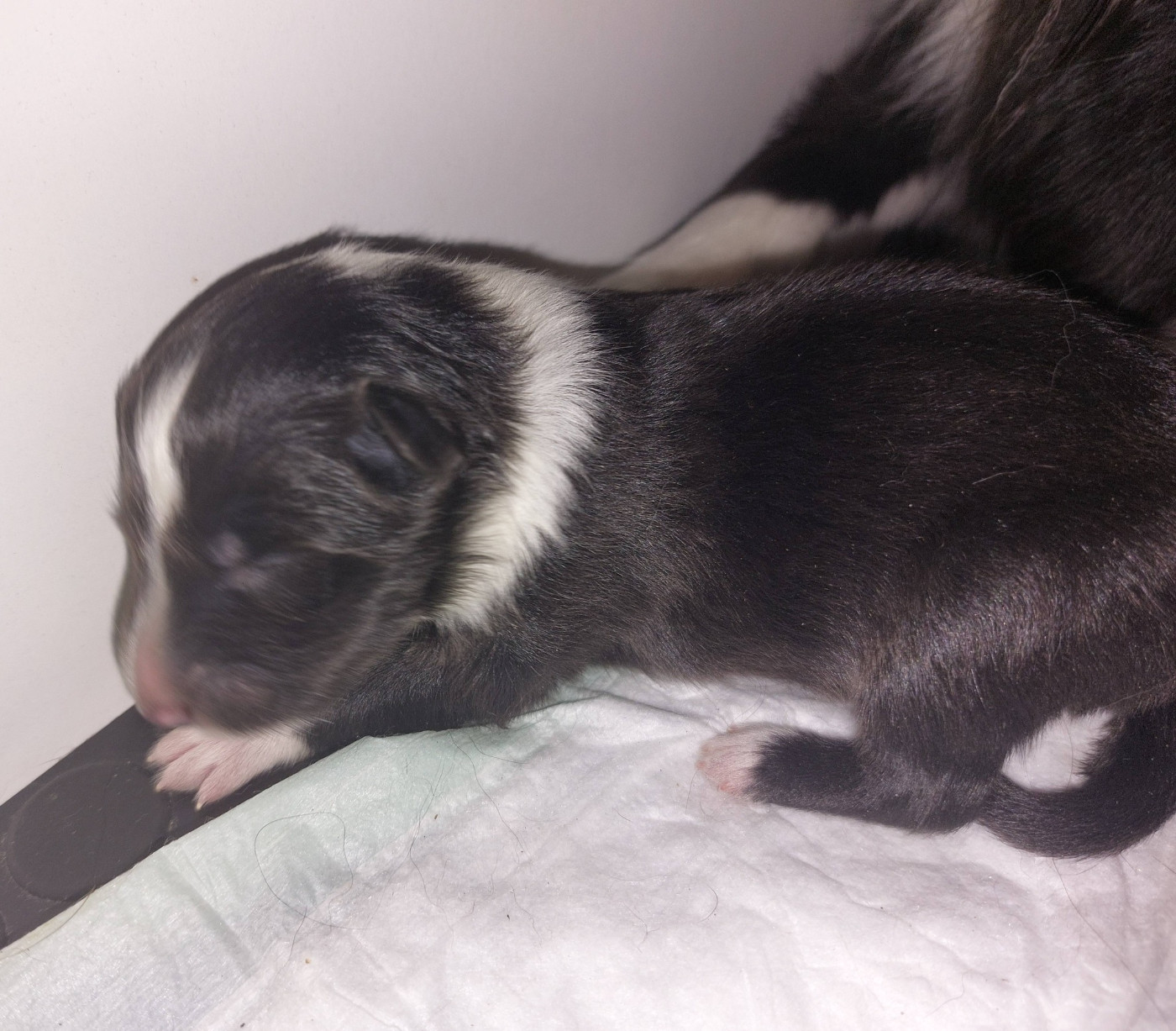 du Fief Des Petits Crunchis - Chiots disponibles - Shetland Sheepdog