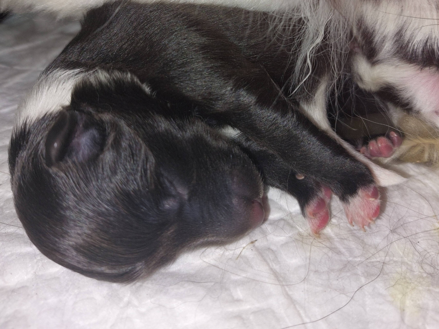 du Fief Des Petits Crunchis - Chiots disponibles - Shetland Sheepdog
