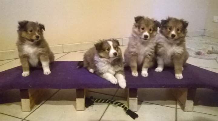 du Fief Des Petits Crunchis - Shetland Sheepdog - Portée née le 14/01/2015