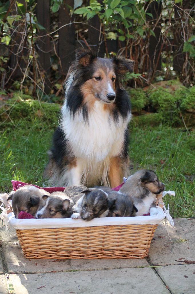 du Fief Des Petits Crunchis - Shetland Sheepdog - Portée née le 23/10/2013