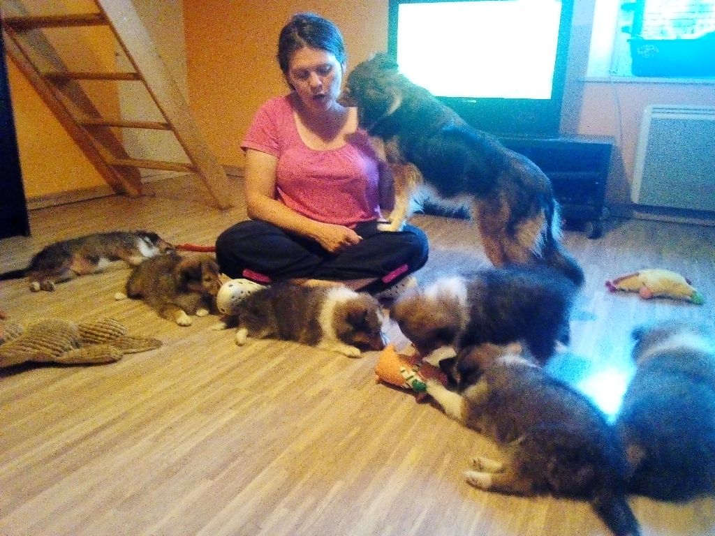 du Fief Des Petits Crunchis - Shetland Sheepdog - Portée née le 07/05/2019