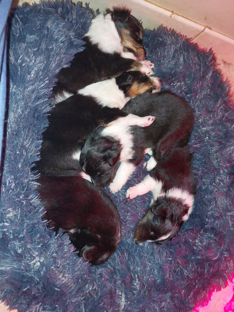 du Fief Des Petits Crunchis - Shetland Sheepdog - Portée née le 22/03/2025