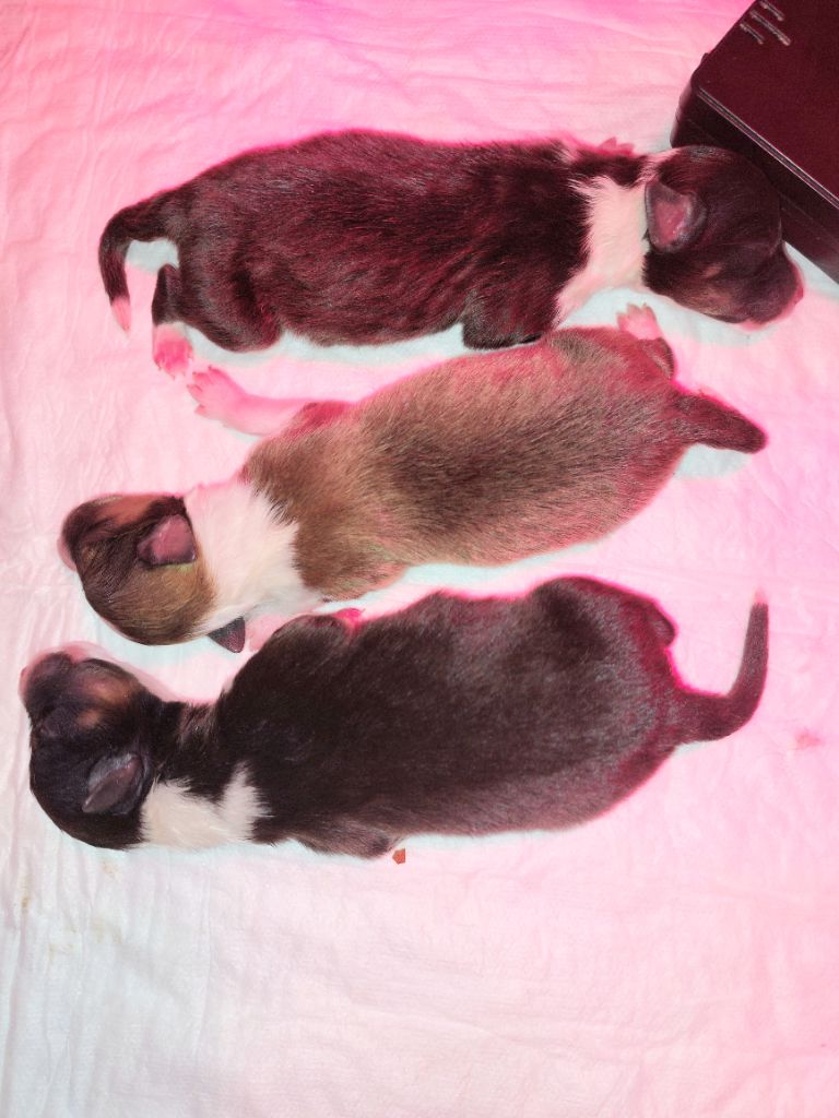Chiot Shetland Sheepdog du Fief Des Petits Crunchis
