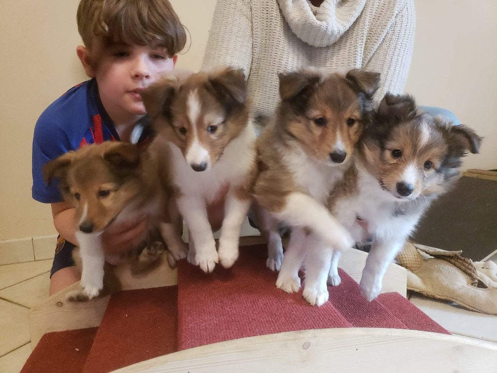 du Fief Des Petits Crunchis - Shetland Sheepdog - Portée née le 06/11/2019