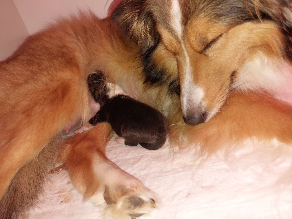 du Fief Des Petits Crunchis - Chiots disponibles - Shetland Sheepdog