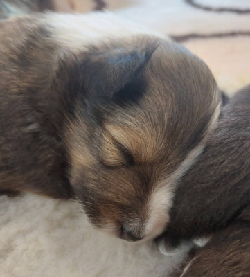 Chiot N°1
