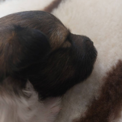 Chiot N°3