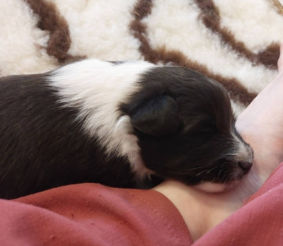 Chiot N°2