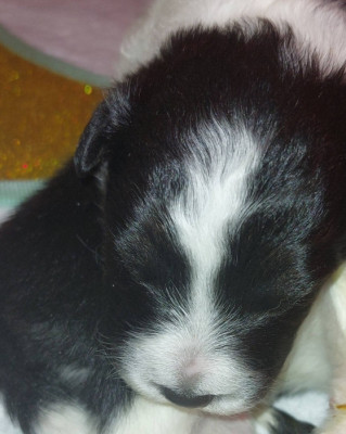 CHIOT 1