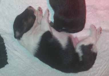 CHIOT 2