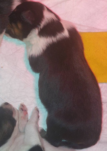 CHIOT 3