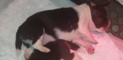 CHIOT 4