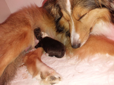 CHIOT