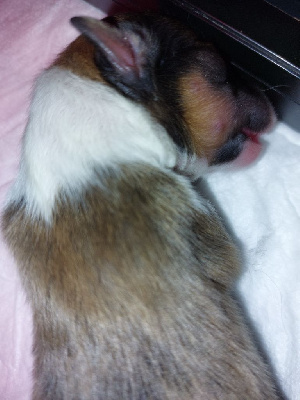 CHIOT
