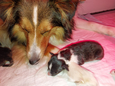 CHIOT