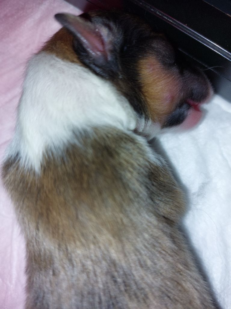 du Fief Des Petits Crunchis - Chiots disponibles - Shetland Sheepdog