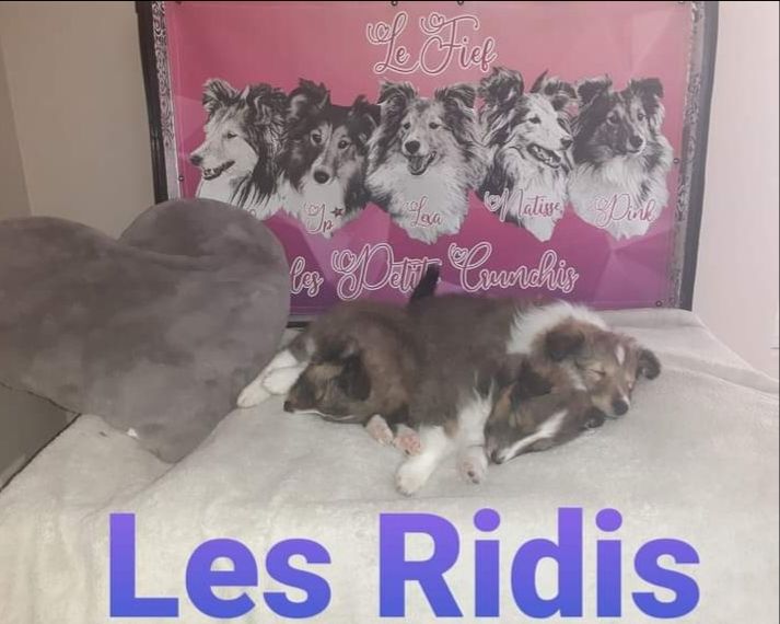 du Fief Des Petits Crunchis - Shetland Sheepdog - Portée née le 29/09/2020