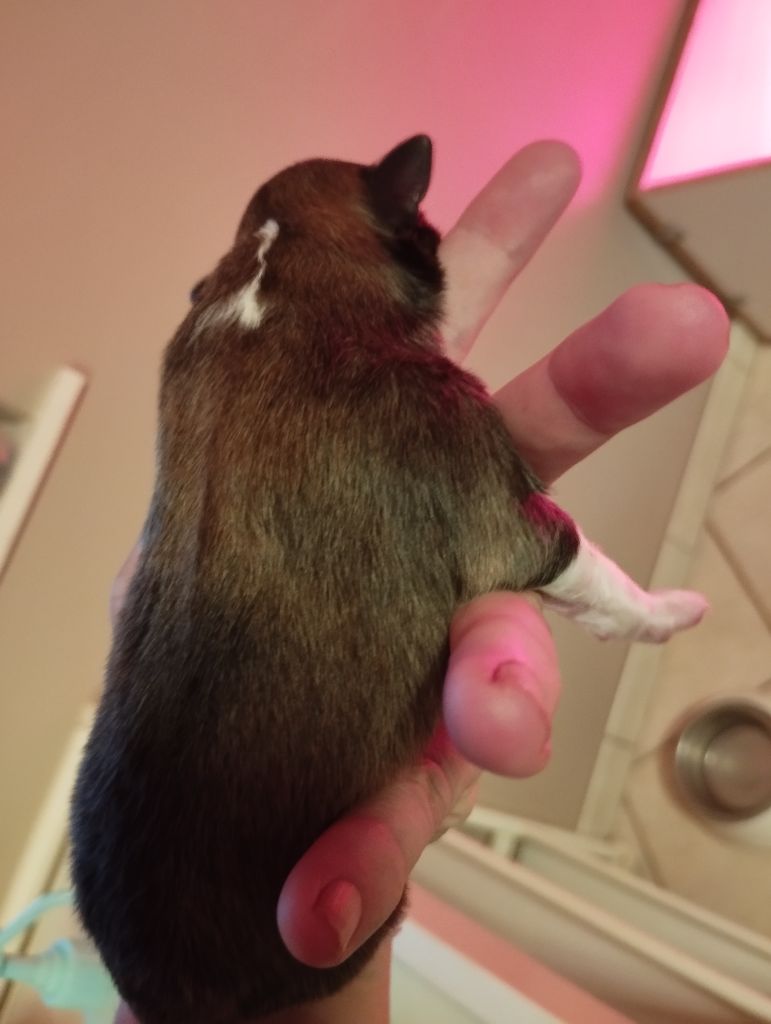 du Fief Des Petits Crunchis - Shetland Sheepdog - Portée née le 11/11/2023